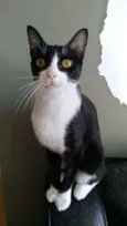 Margô