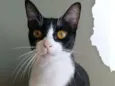 Margô