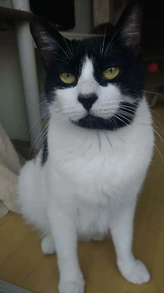 Gato ra a Srd idade 1 ano nome Filo