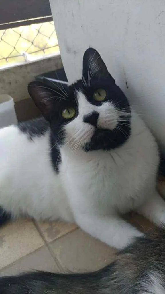 Gato ra a Srd idade 1 ano nome Filo