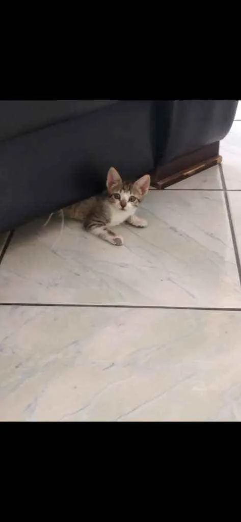 Gato ra a Gato idade 2 a 6 meses nome Safira