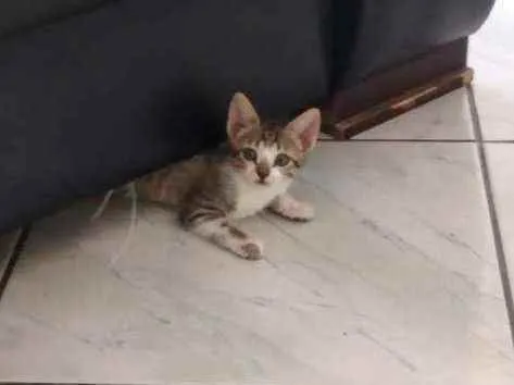 Gato ra a Gato idade 2 a 6 meses nome Safira