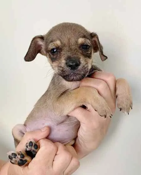 Cachorro raça SRD idade 2 a 6 meses nome CLAIRE