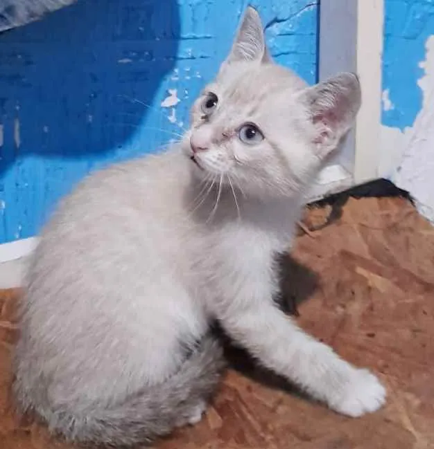 Gato raça SRD idade 2 a 6 meses nome CINDY