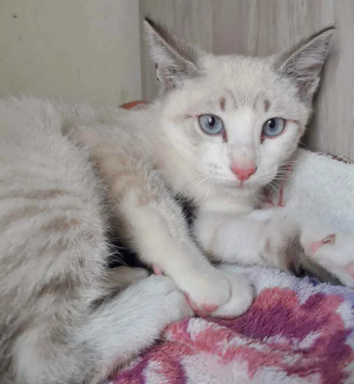 Gato raça SRD idade 2 a 6 meses nome MILK