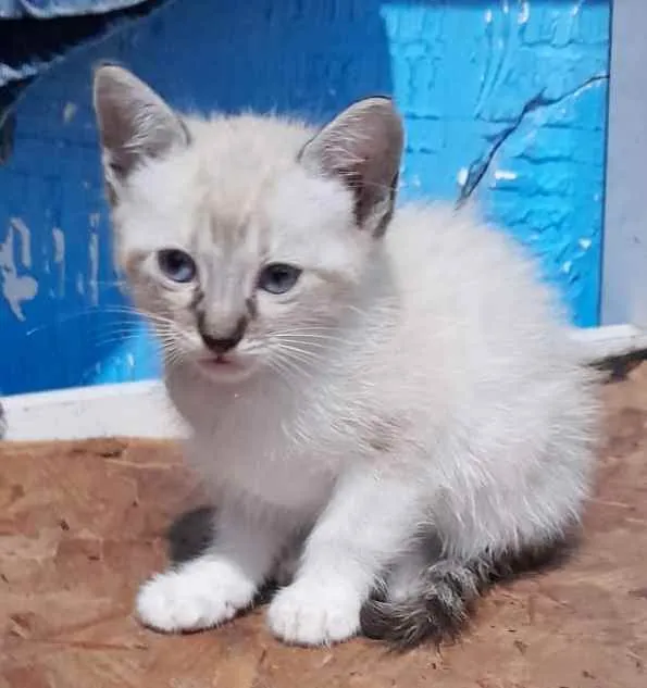 Gato raça  idade 2 a 6 meses nome LOLLY