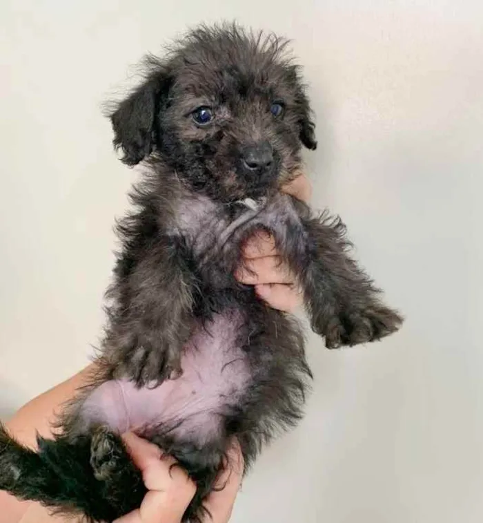 Cachorro raça SRD idade 2 a 6 meses nome MABEL