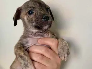 Cachorro raça SRD idade 2 a 6 meses nome AURORA