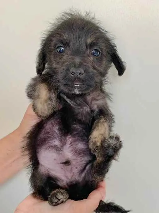 Cachorro raça SRD idade 2 a 6 meses nome ZYON