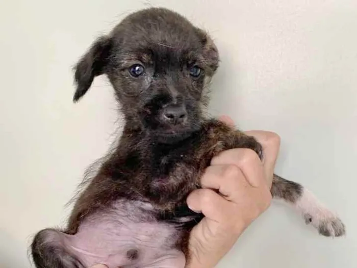 Cachorro raça SRD idade 2 a 6 meses nome ZAC