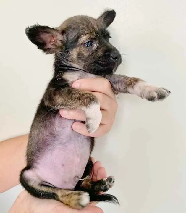 Cachorro raça SRD idade 2 a 6 meses nome ZAC