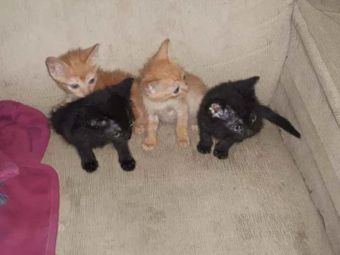 Gato raça Sem raça definida idade 2 a 6 meses nome Feijão, Farofa