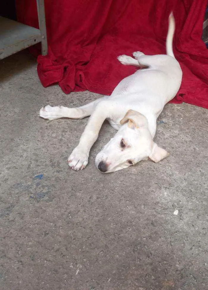 Cachorro raça SRD idade 2 a 6 meses nome ZION