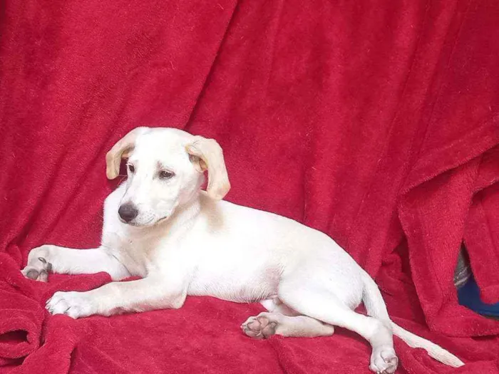 Cachorro raça SRD idade 2 a 6 meses nome ZION