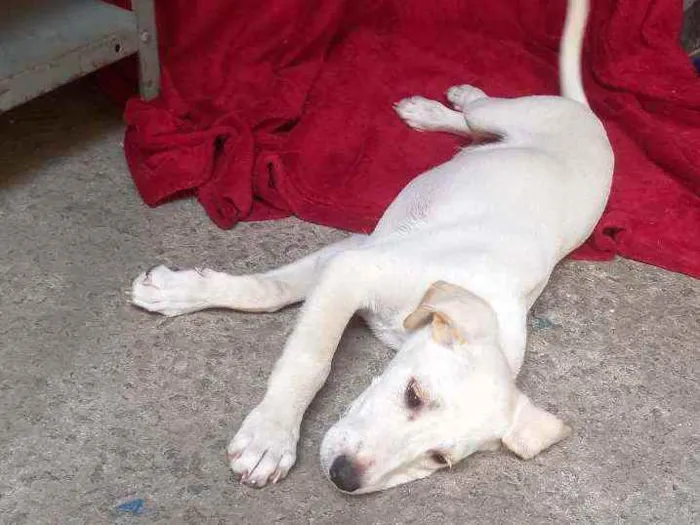 Cachorro raça SRD idade 2 a 6 meses nome ZION