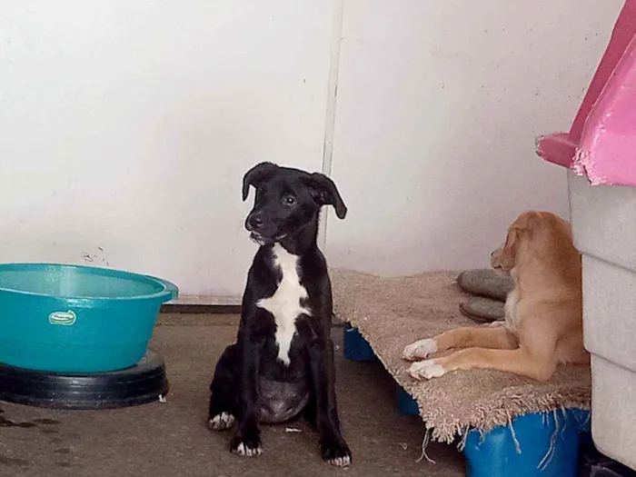 Cachorro raça Srd idade 2 a 6 meses nome Zara