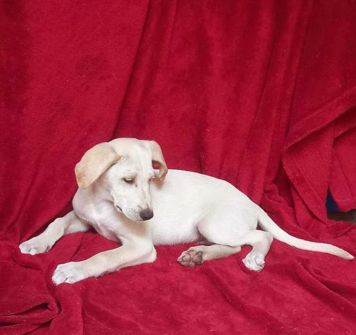 Cachorro raça SRD idade 2 a 6 meses nome Zion