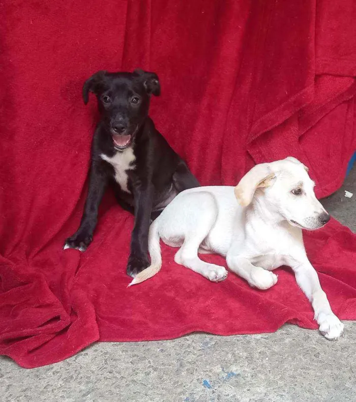 Cachorro raça SRD idade 2 a 6 meses nome Zion