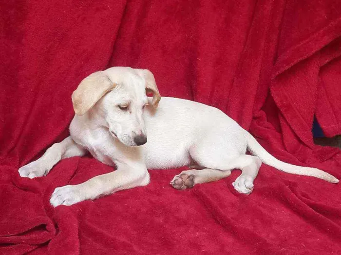 Cachorro raça SRD idade 2 a 6 meses nome Zion