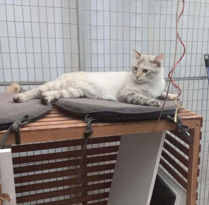 Gato raça SRD idade 7 a 11 meses nome Maya