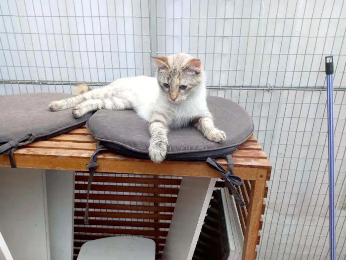 Gato raça SRD idade 7 a 11 meses nome Maya