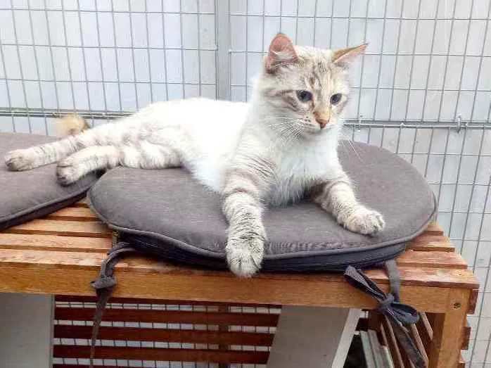 Gato raça SRD idade 7 a 11 meses nome Maya