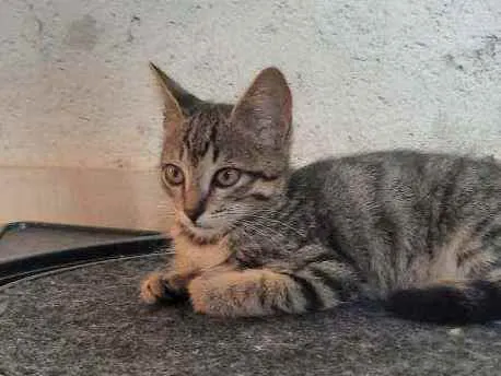Gato ra a SRD idade 2 a 6 meses nome Theo