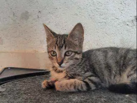 Gato ra a SRD idade 2 a 6 meses nome Theo