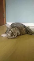 Maya