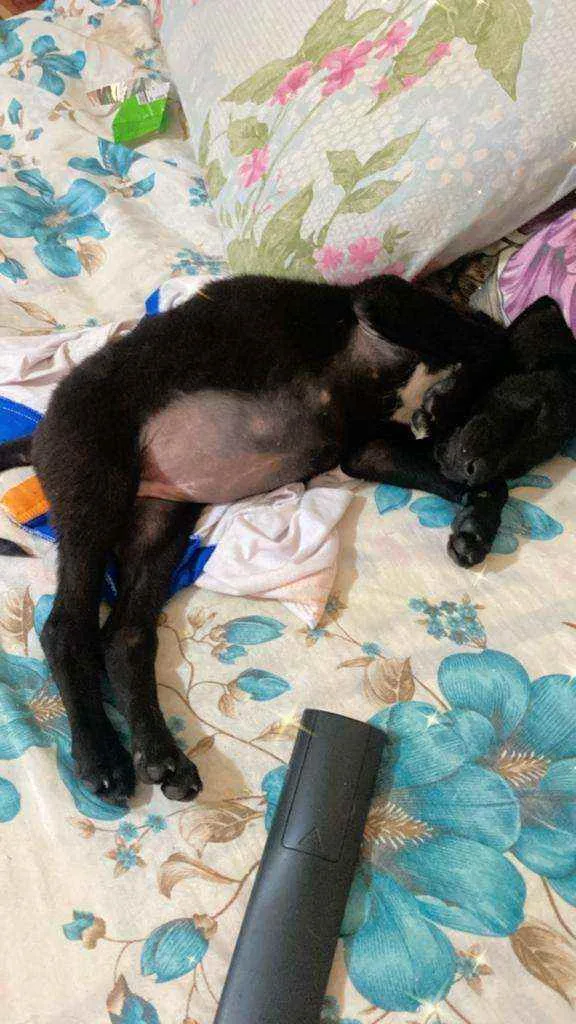 Cachorro ra a SRD idade Abaixo de 2 meses nome Filhote 2 meses 