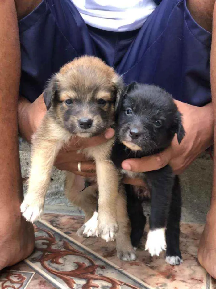 Cachorro ra a SRD idade 2 a 6 meses nome Filhote 2 meses ,