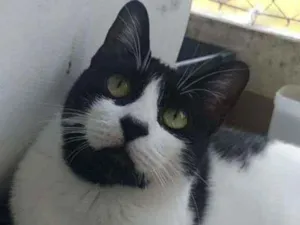 Gato raça Srd idade 1 ano nome Filo