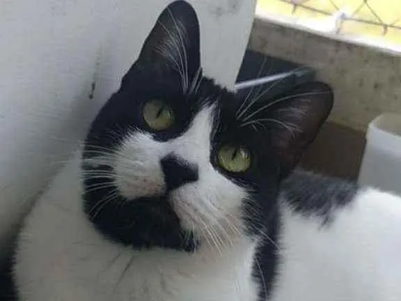 Gato ra a Srd idade 1 ano nome Filo