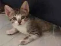 Gato ra a Gato idade 2 a 6 meses nome Safira