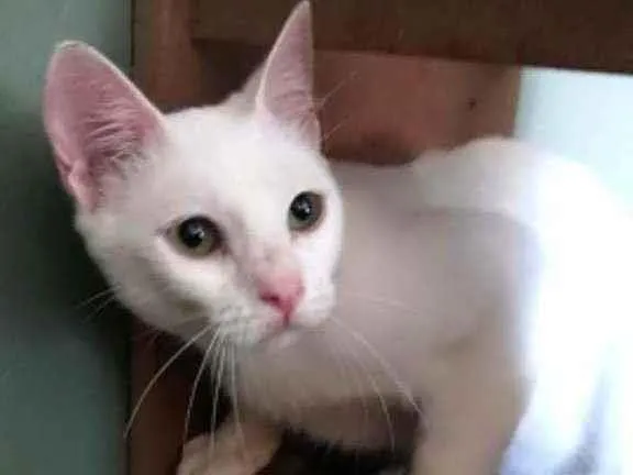 Gato ra a Srd idade 7 a 11 meses nome Maria