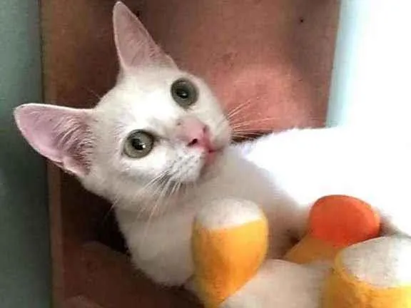 Gato ra a Srd idade 7 a 11 meses nome Maria