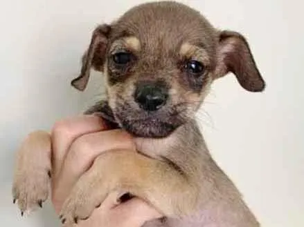 Cachorro raça SRD idade 2 a 6 meses nome CLAIRE