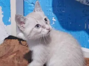 Gato raça SRD idade 2 a 6 meses nome CINDY