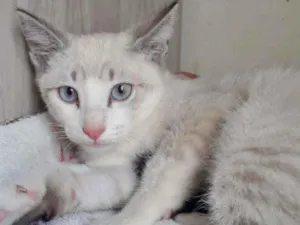 Gato raça SRD idade 2 a 6 meses nome MILK