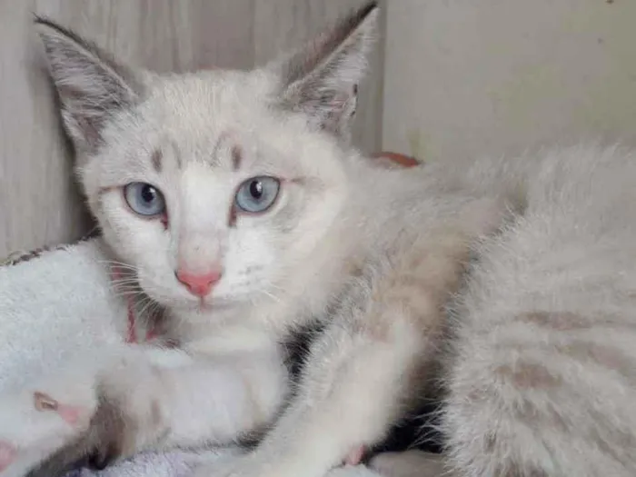 Gato raça SRD idade 2 a 6 meses nome MILK