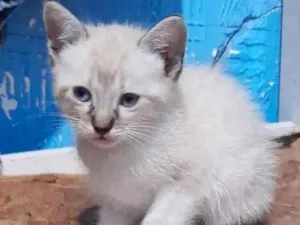 Gato raça  idade 2 a 6 meses nome LOLLY