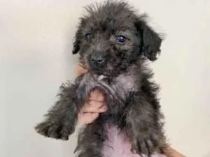 Cachorro raça SRD idade 2 a 6 meses nome MABEL