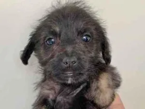 Cachorro raça SRD idade 2 a 6 meses nome ZYON