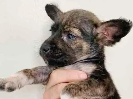 Cachorro raça SRD idade 2 a 6 meses nome ZAC