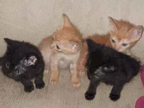 Gato raça Sem raça definida idade 2 a 6 meses nome Feijão, Farofa