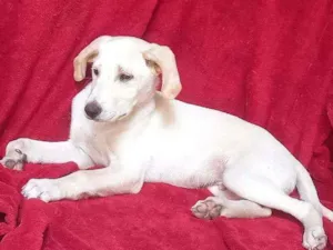 Cachorro raça SRD idade 2 a 6 meses nome ZION