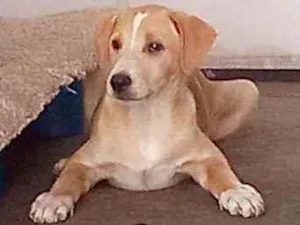 Cachorro raça SRD idade 2 a 6 meses nome Zak