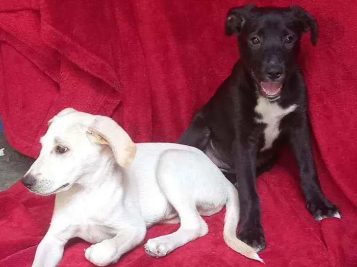 Cachorro raça Srd idade 2 a 6 meses nome Zara