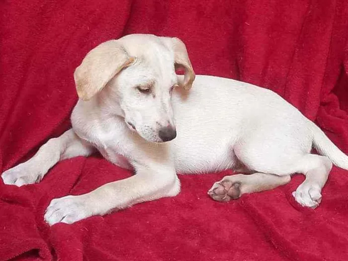 Cachorro raça SRD idade 2 a 6 meses nome Zion