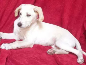 Cachorro raça SRD idade 2 a 6 meses nome Zion